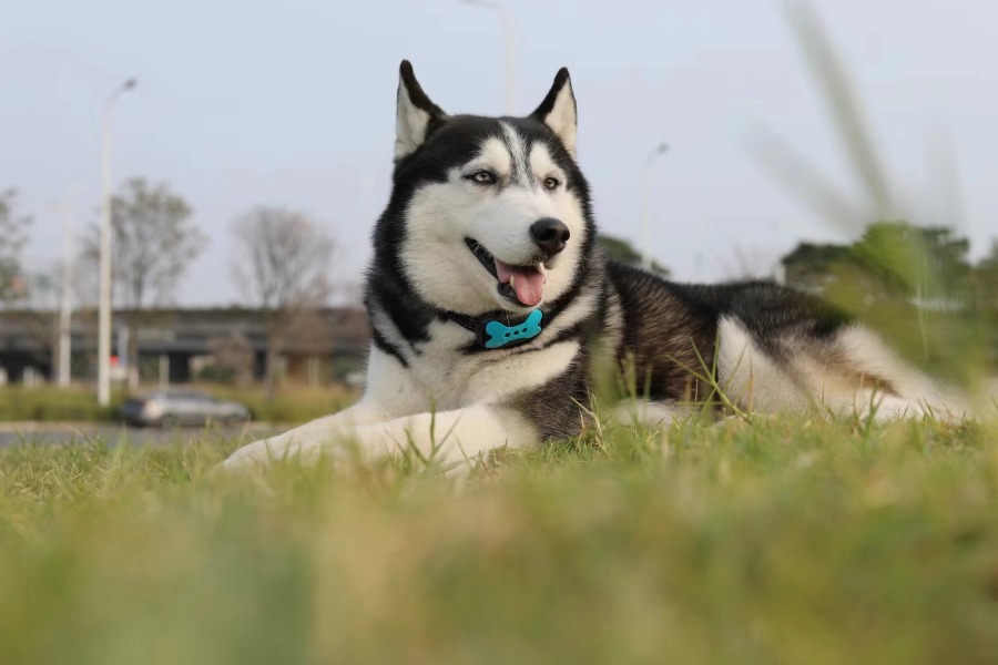 Dogs using Bark Collar