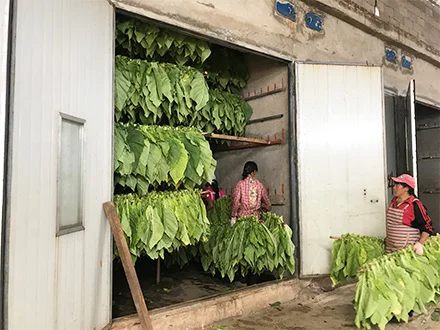 AIM Heat Pump Tobacco Curing Chamber/Tobacco Curing barn