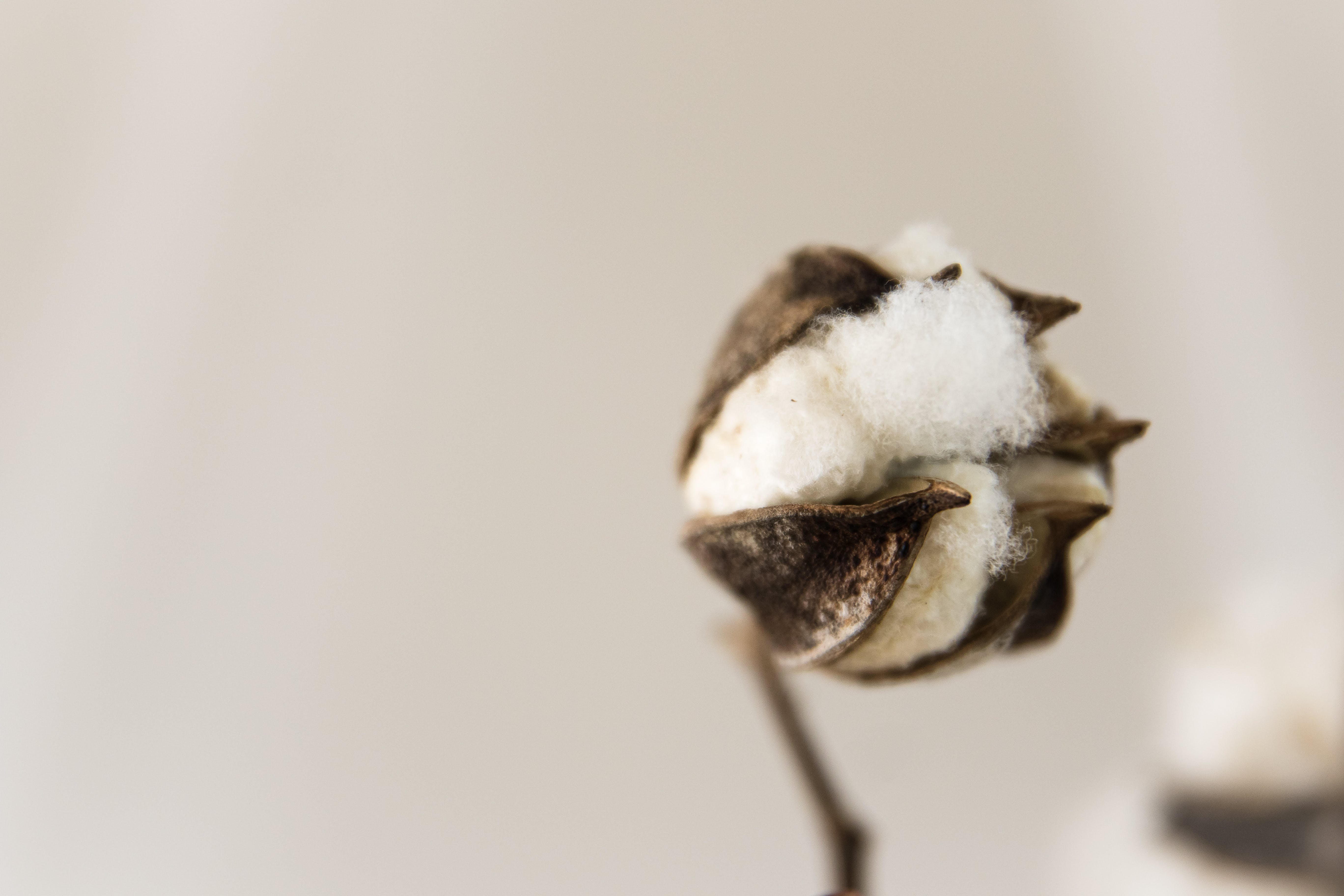 cotton bag