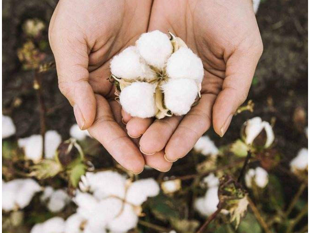 organic cotton