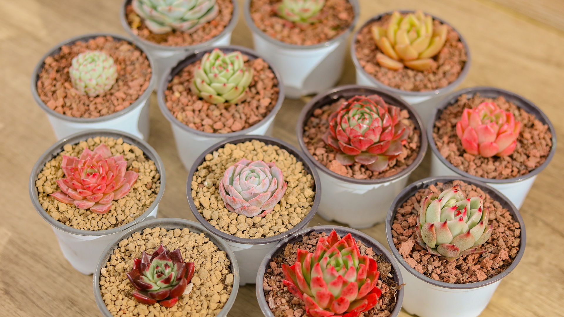 Best Natural Hybrid Succulent Gardening Succulents Plant Supplier