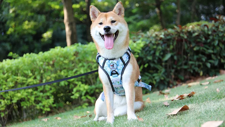 Pettorina Tira Pesi Imbracatura Per Cani Da Slitta Riflettente Per Pitbull Boxer | Australia - Foto 4