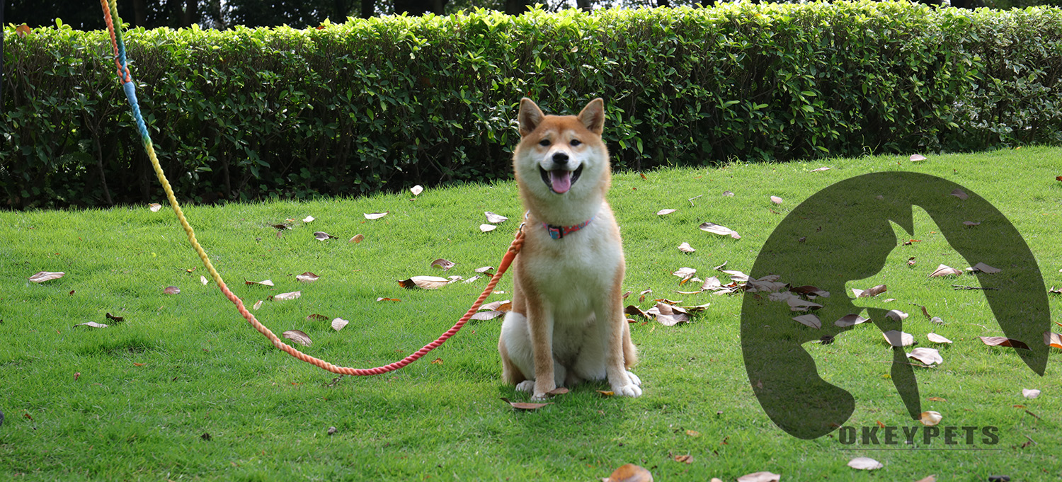 Choosing the Right Dog Leash Length Guide OKEYPETS