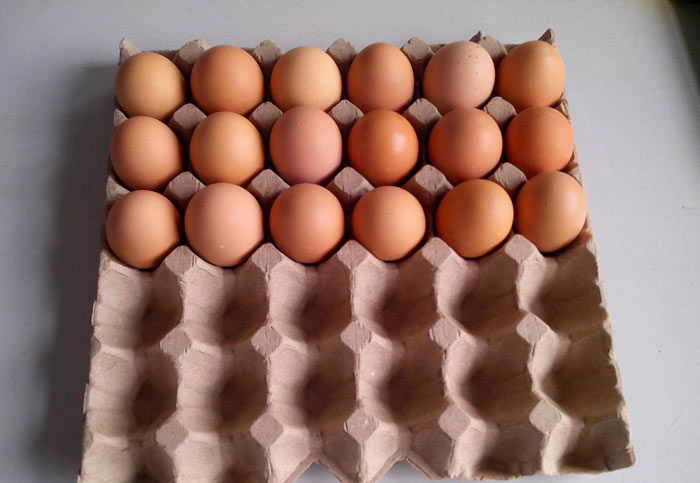 egg tray manufacturing machine