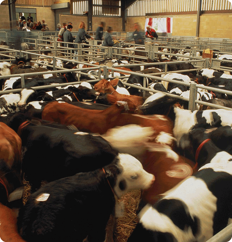 Livestock Equipment Manufacturers & Suppliers Terrui