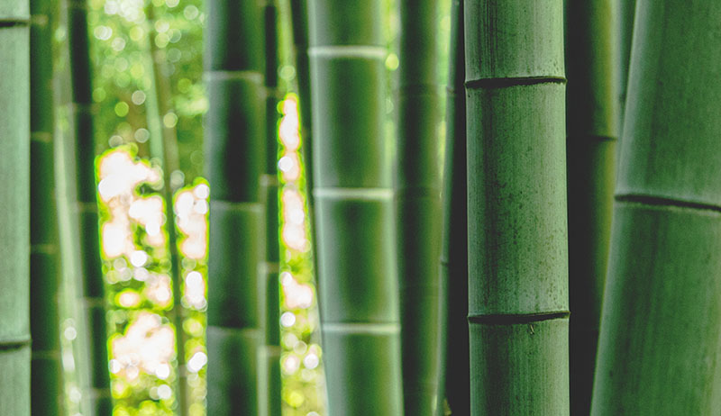 bamboo pulp paper