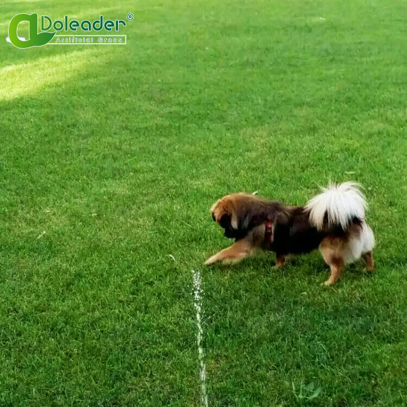 can-dogs-pee-on-artificial-grass