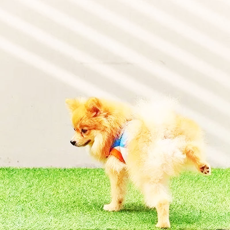 How to train your dog to use artificial grass?