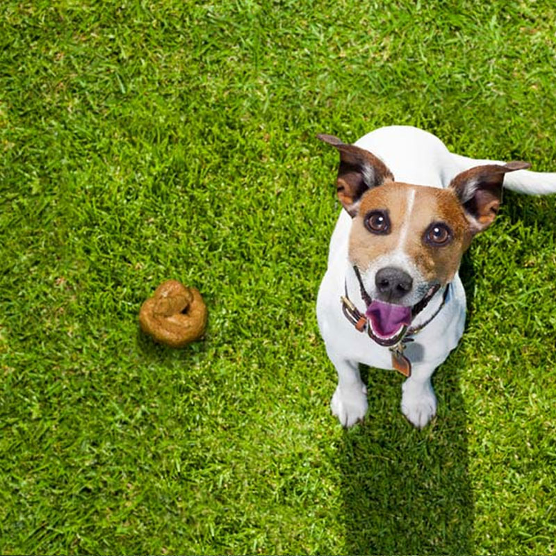 how-to-clean-artificial-grass-dog-poop