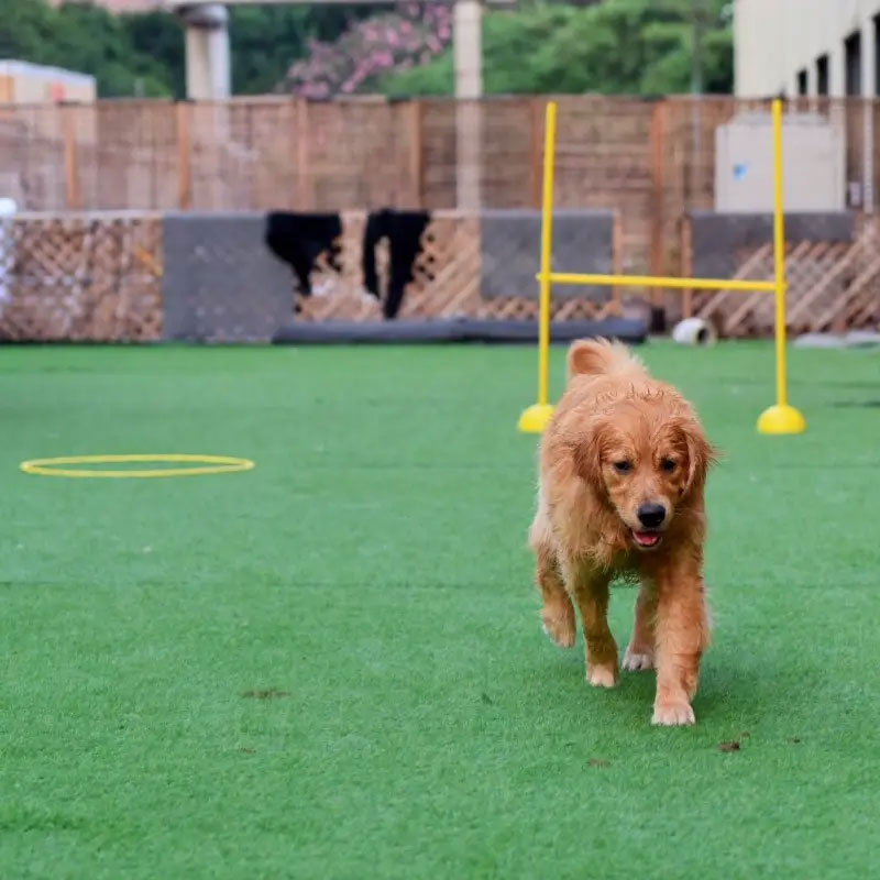 how-to-stop-dogs-pooping-on-artificial-grass