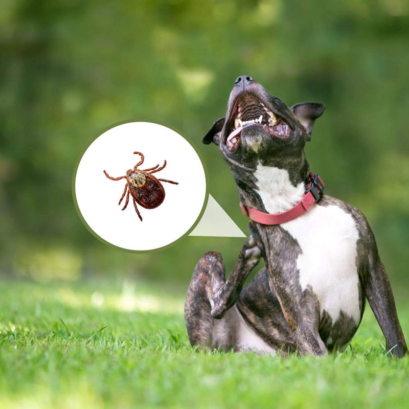 Can ticks live in artificial grass?