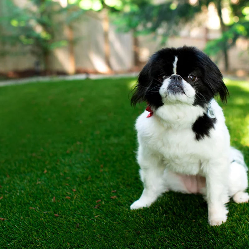 artificial-grass-infill-for-dogs-doleader