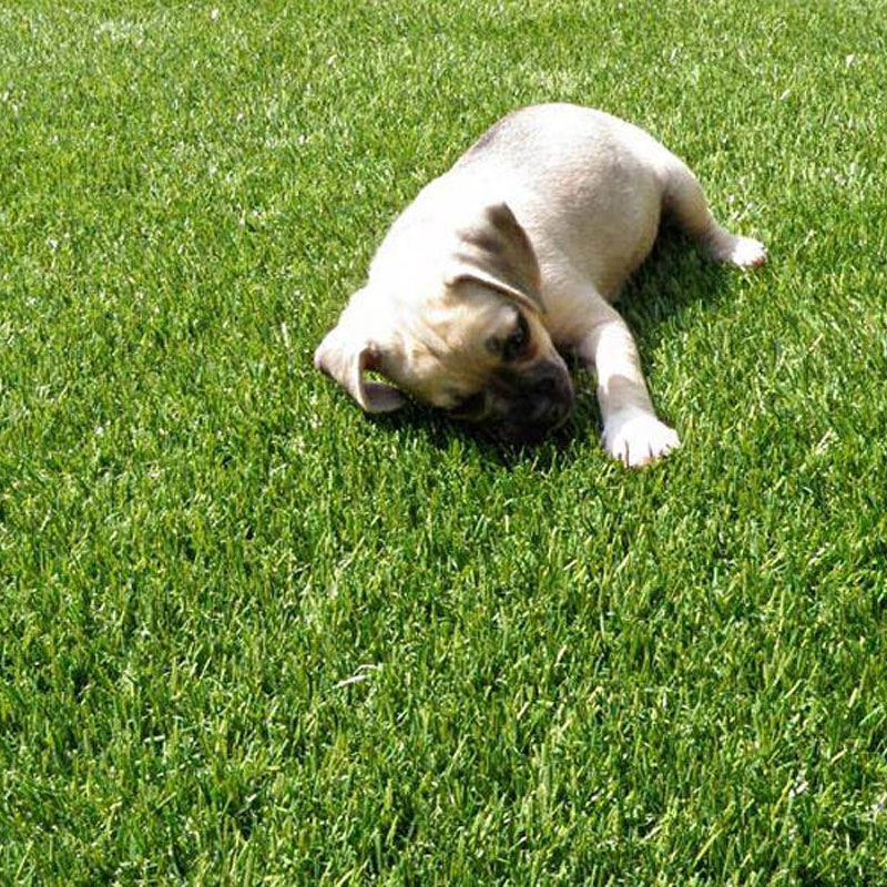 Choosing the Best Infill for Pet Turf A Comprehensive Guide Doleader