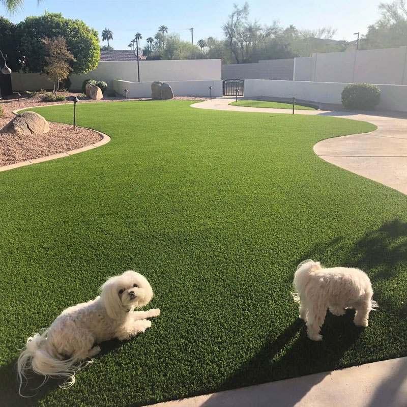 Understanding Artificial Grass Temperature and Its Impact on Dogs