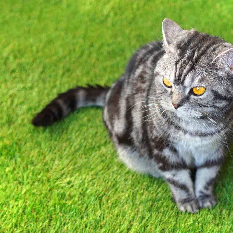 Can cats destroy artificial grass？ Doleader