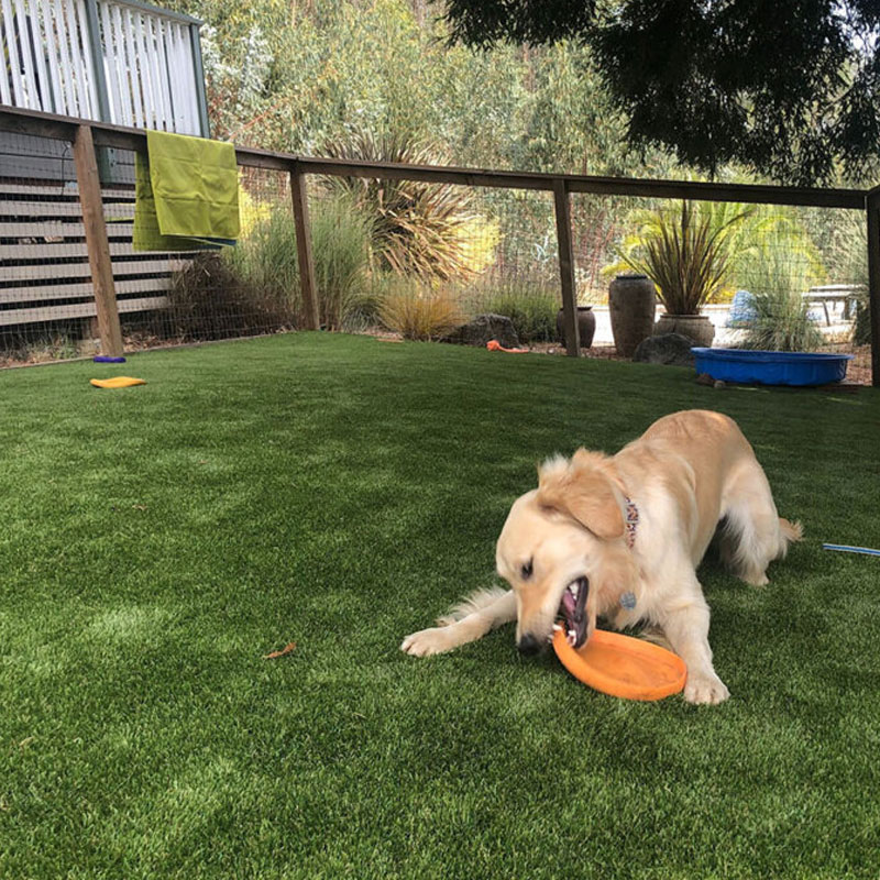 How to fix matted artificial grass from dogs Doleader