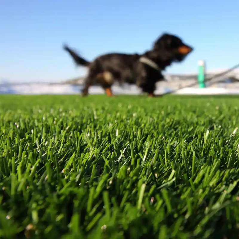 Pros and cons of artificial grass for pets Doleader