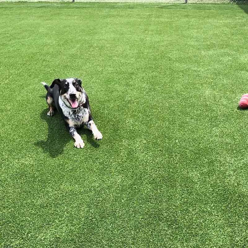 how-much-is-pet-turf-per-square-foot-doleader