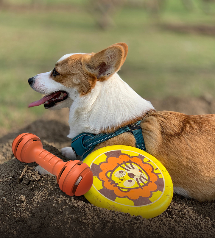 Wholesale Pet Supplies Manufacturers & Suppliers Roadreign