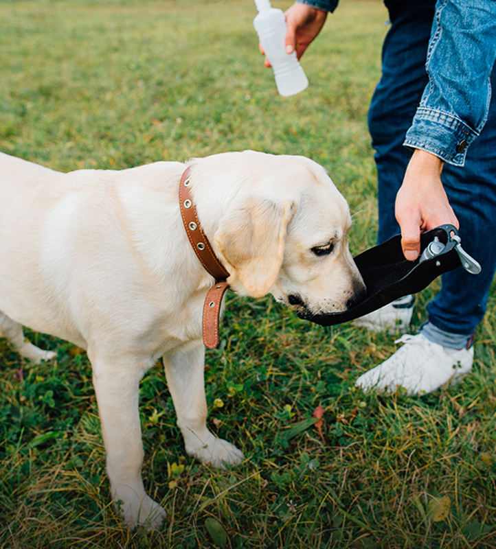 Wholesale Pet Supplies Manufacturers & Suppliers Roadreign