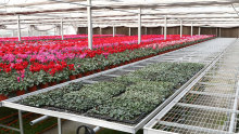 China supplier agriculture multi-span tunnel plastic film greenhouse