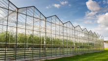 Economical and practical film tunnel greenhouse with hydroponics system