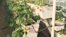 Hydroponics