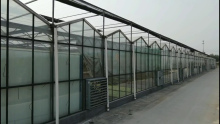 BestQuality Polycarbonate Sheet Greenhouse Factory