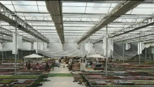 Professional Polycarbonate Sheet Greenhouse manufacturers