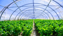The Agricultural Plastic Film Commercial Polytunnel Greenhouses for Sale