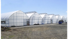 PLastic Film Multi-span Greenhouses Vegetable Growing Greenhouse