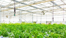 Chinese green house manufacture used plastic multi span greenhouse tent for sale