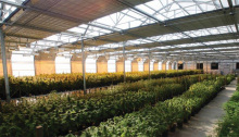Hot Galvanized Steel Fully Automated Commercial Light Deprivation Greenhouse
