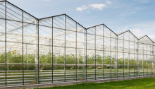 High Efficient Venlo Tempered Glass Greenhouse With Hydroponic Growing System