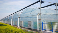 Multi-span arch type film greenhouse shade house with factory wholesale price