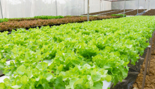 Hot dipped galvanized steel structure greenhouse plastic filme greenhouse tunnel single-span greenhouses