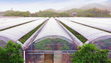 Commercial Agriculture Greenhouses Victorian Greenhouse Film Greenhouse Price