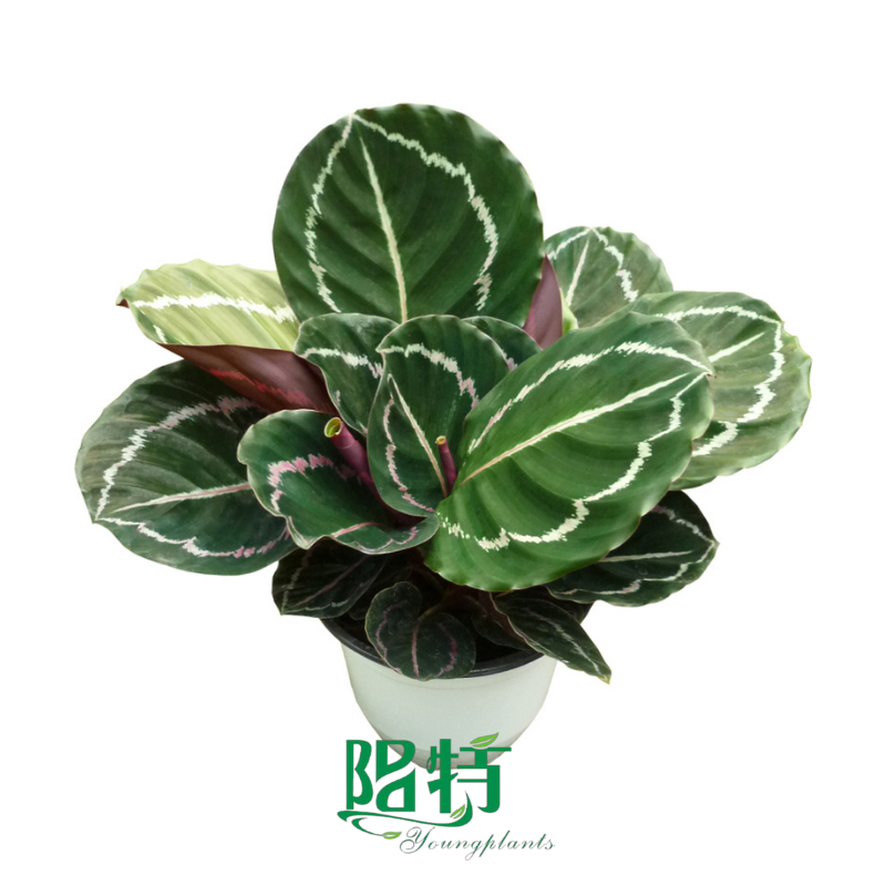 Wholesale Calathea StromantheMarantaCtenanthe Youngplants