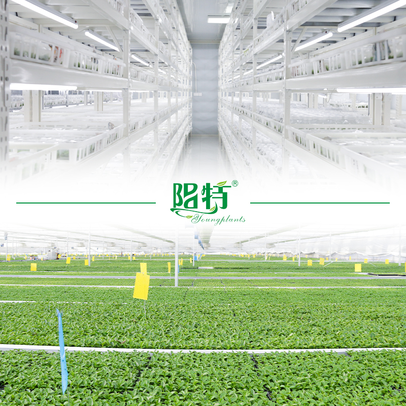 from-lab-to-garden-tissue-culture-plants-for-a-younger-generation