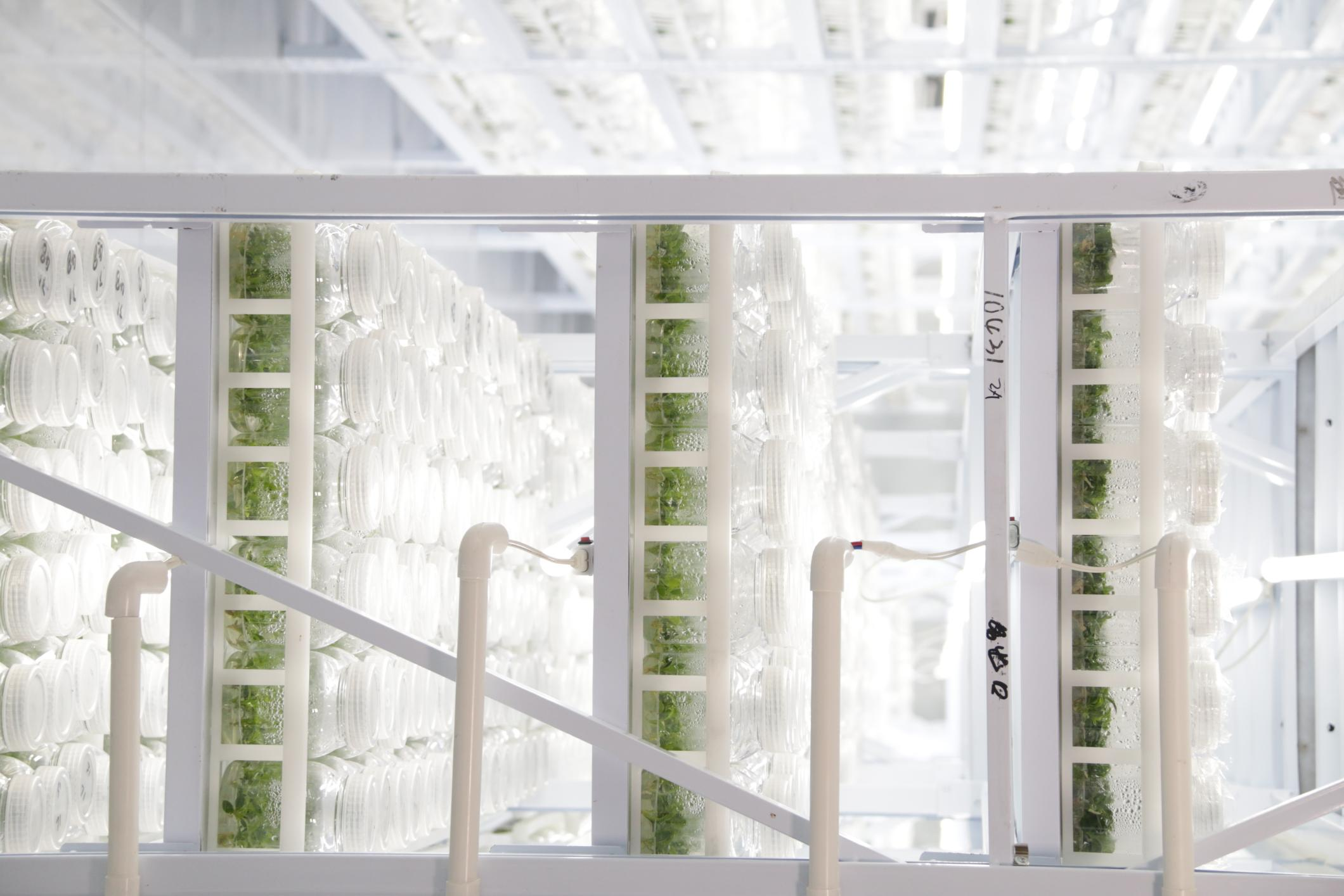 Why Is Tissue Culture Technique Better Than Growing Plants From Seeds