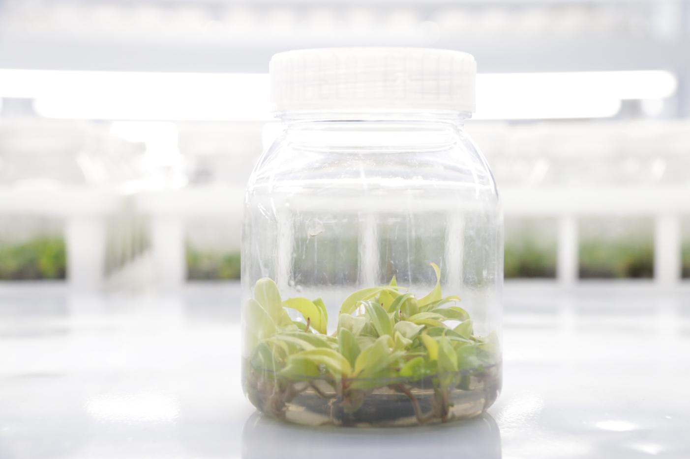 Why Is Tissue Culture Technique Better Than Growing Plants From Seeds