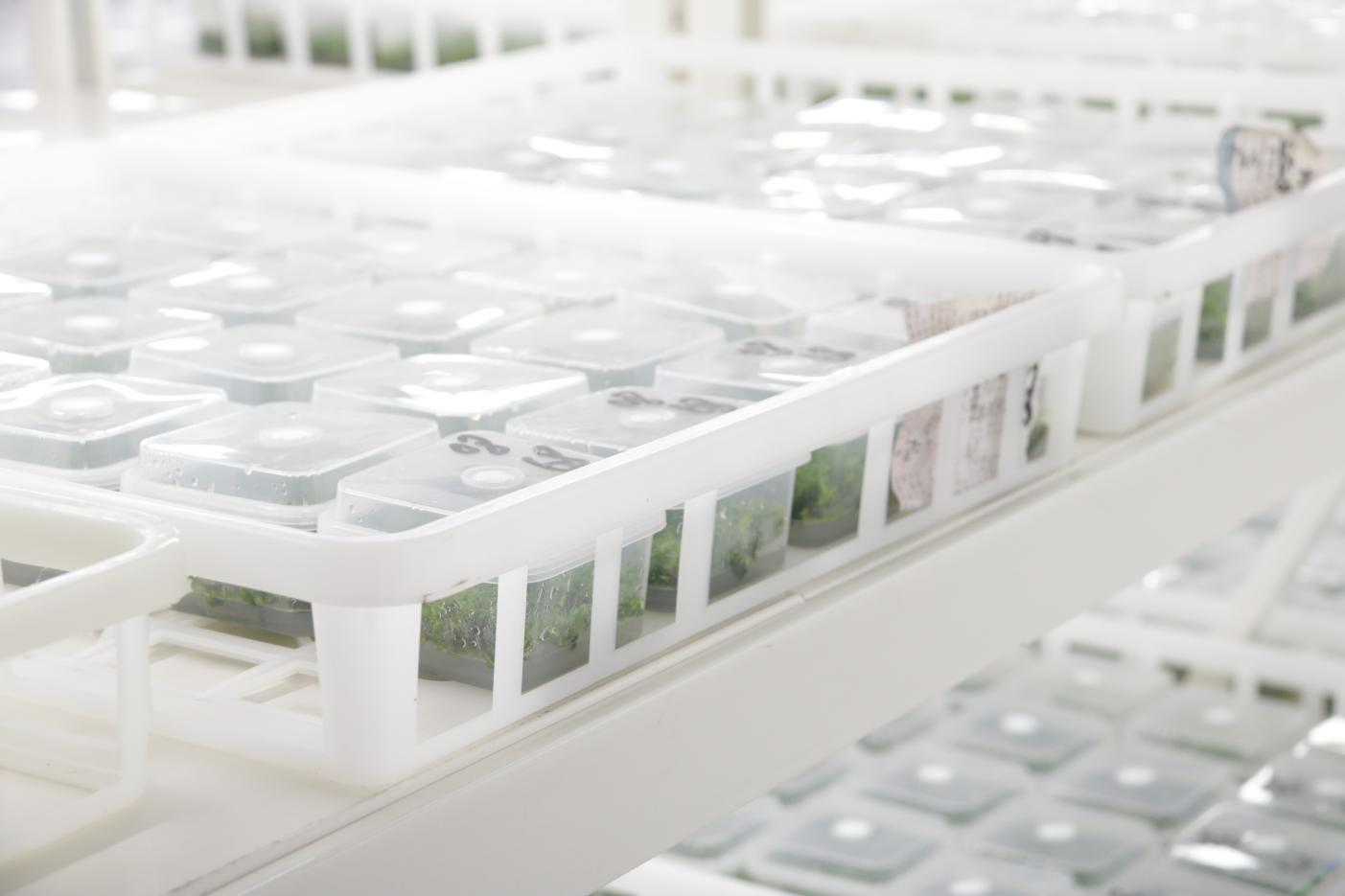 Why Is Tissue Culture Technique Better Than Growing Plants From Seeds