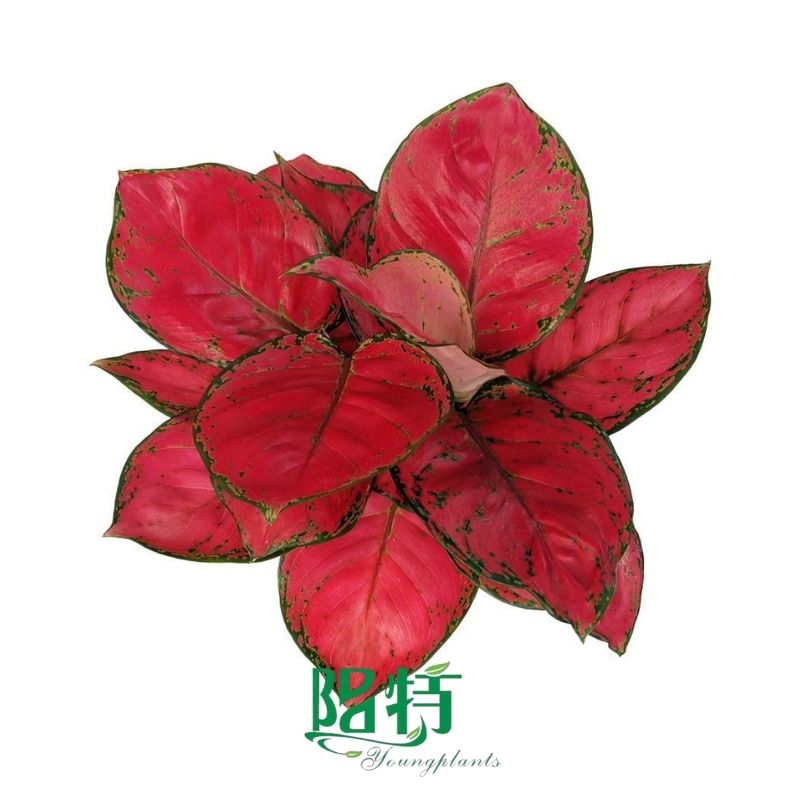 Foshan Youngplants - Aglaonema Beauty Rooted Plant Plugs Seedlings Indoor/Outdoor Wholesale for Grower