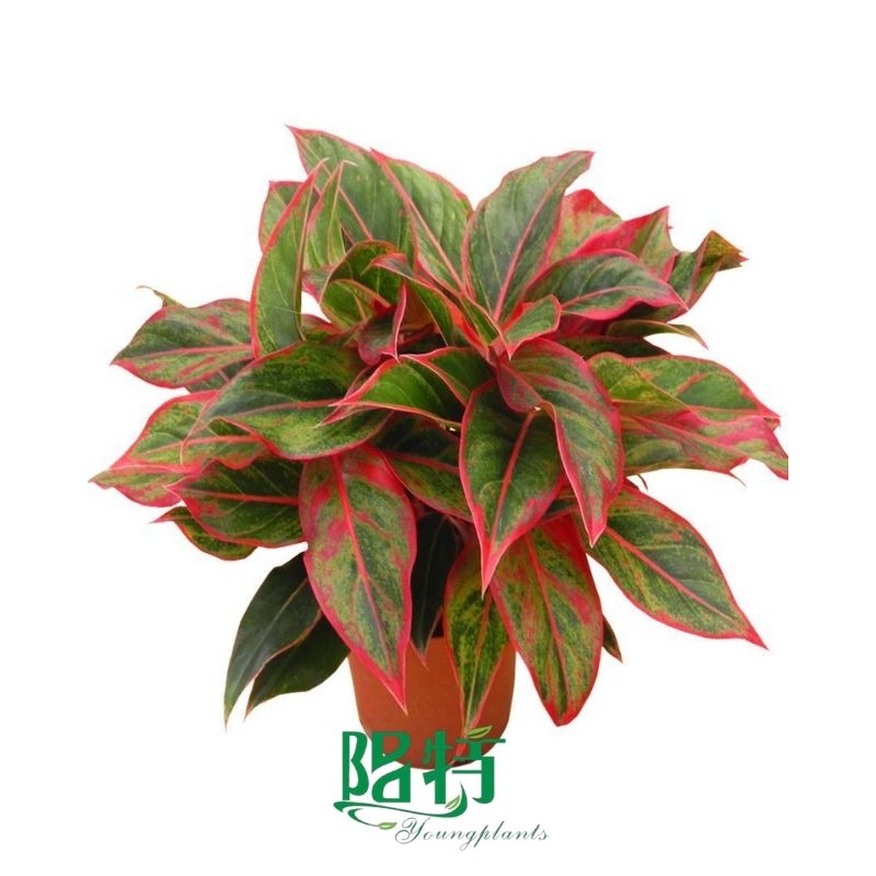 Foshan Youngplants - Rooted Plant Plugs Seedlings Indoor/Outdoor Wholesale for Grower Aglaonema Siam Aurora