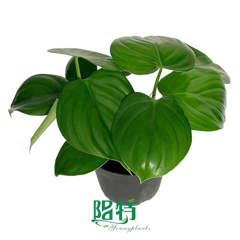 Foshan Youngplants - Philodendron grazielae Tissue Culture Plants Micropropegation Cuttings In Vitro Supply