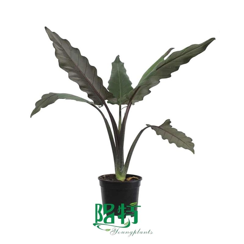 Foshan Youngplants -  Tissue Culture Plants Micropropegation Cuttings In Vitro Supply Alocasia Lauterbachiana