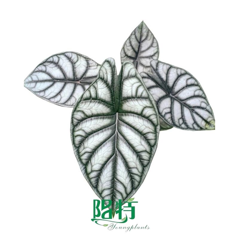 Foshan Youngplants -  Tissue Culture Plants Micropropegation Cuttings In Vitro Supply Alocasia 'Silver Dragon'
