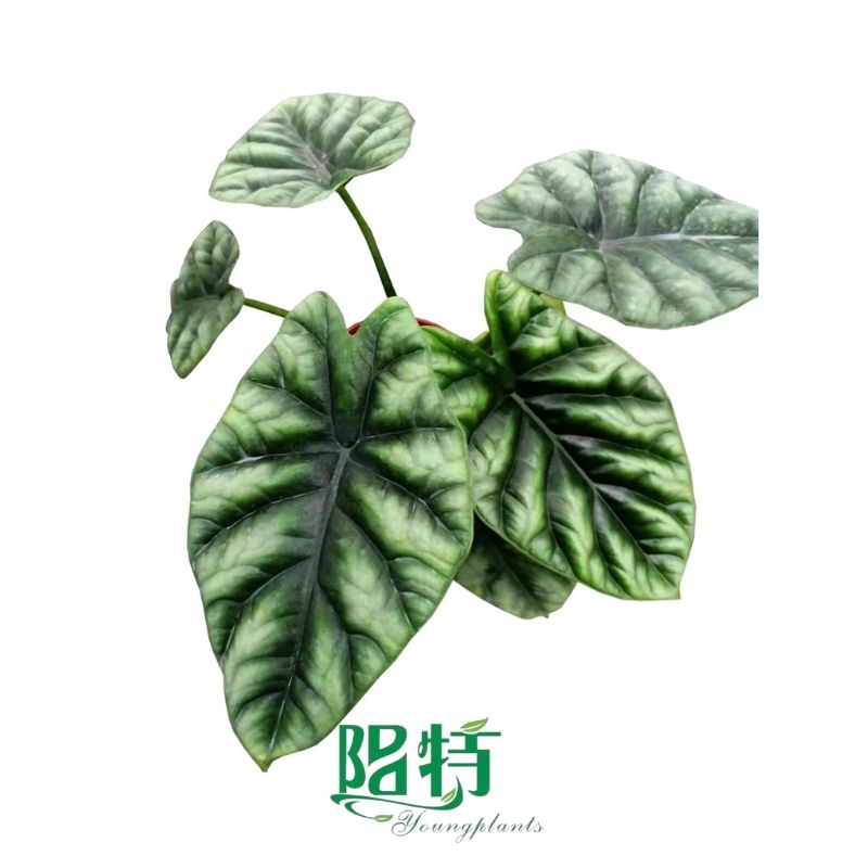 Foshan Youngplants -  Tissue Culture Plants Micropropegation Cuttings In Vitro Supply Alocasia sinuata