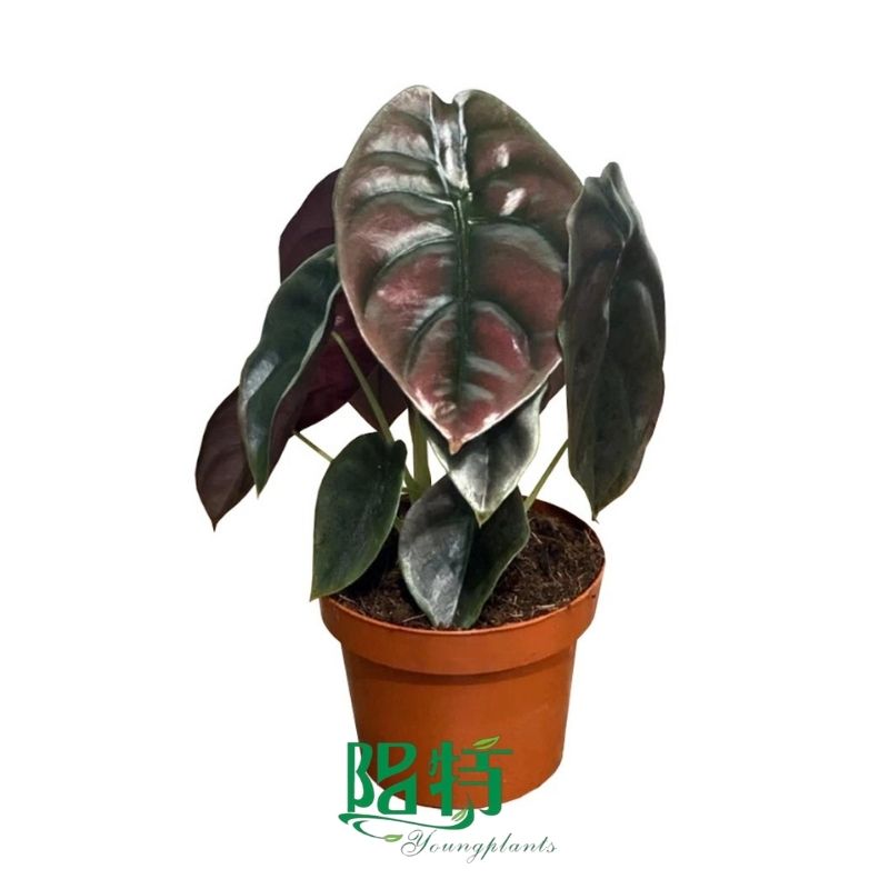 Foshan Youngplants -  Tissue Culture Plants Micropropegation Cuttings In Vitro Supply Alocasia cuprea