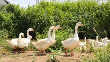 White Goose Down